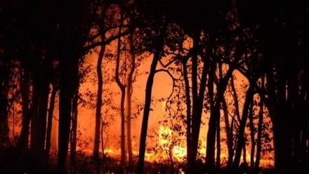 Bushfire resilience and bushfire behaviour